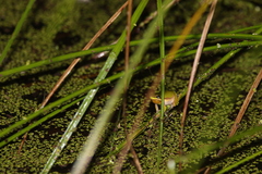 Litoria fallax