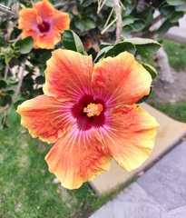Hibiscus