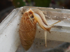 Bahiensis punctatissimus