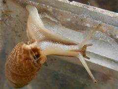Bahiensis punctatissimus