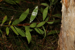 Hakea florulenta