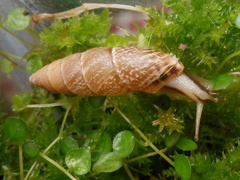 Bahiensis punctatissimus