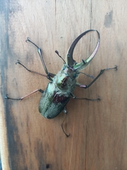 Sphaenognathus feisthamelii