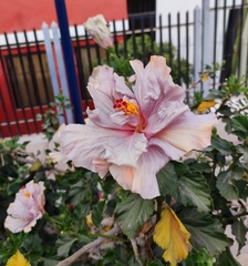 Hibiscus rosa-sinensis