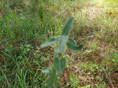 Oxypetalum coeruleum