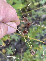 Juncus rugulosus