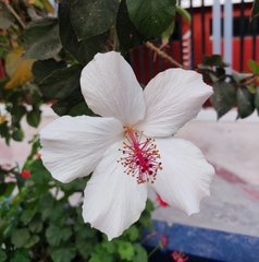 Hibiscus rosa-sinensis