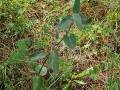 Oxypetalum coeruleum