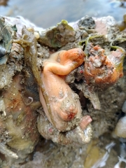 Cnemidocarpa bicornuta