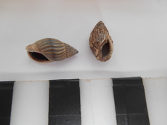 Nassarius foveolatus