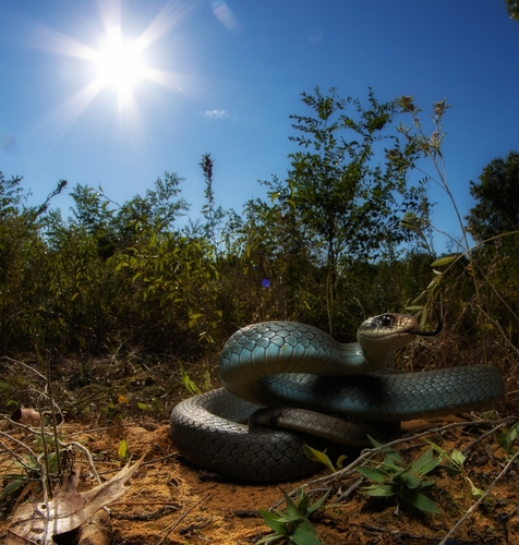 Blue Racer photographed in Illinois