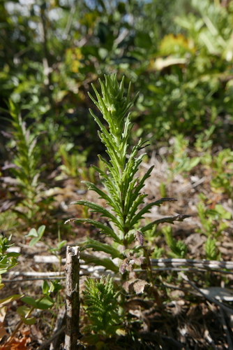 Bartsia trixago image