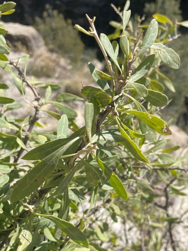 Pale desert-thorn (Lycium pallidum)