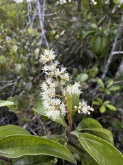 Miconia prasina