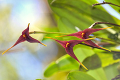 Masdevallia dura