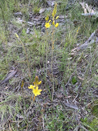 Bulbine bulbosa