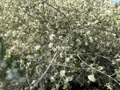 Melaleuca halmaturorum
