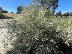 Melaleuca halmaturorum