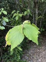 Helicteres jamaicensis