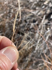 Aristida ternipes gentilis