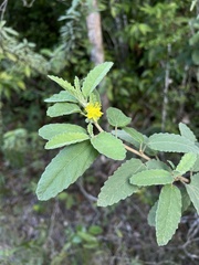 Corchorus hirsutus