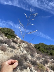 Aristida ternipes gentilis