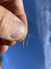 Aristida ternipes gentilis