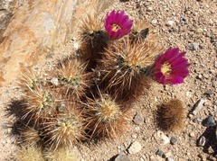 Echinocereus engelmannii