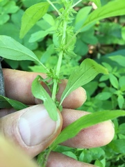 Parietaria pensylvanica