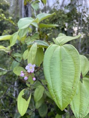 Miconia thomasiana