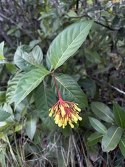 Palicourea crocea