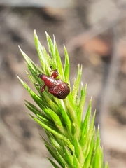 Euops falcata