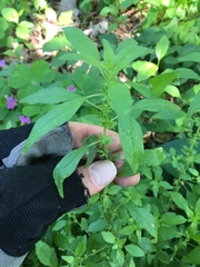 Parietaria pensylvanica