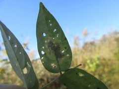 Anarsioses aberrans