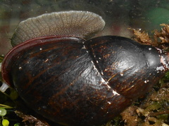 Mirinaba cadeadensis