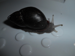 Mirinaba cadeadensis