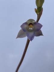 Thelymitra brevifolia