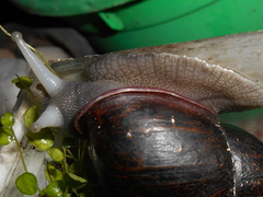 Mirinaba cadeadensis