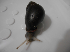 Mirinaba cadeadensis