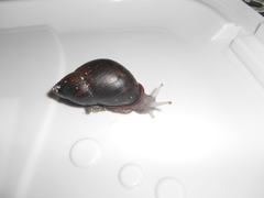 Mirinaba cadeadensis