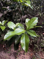 Symplocos latifolia