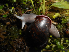 Mirinaba cadeadensis