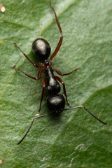 Camponotus hartogi