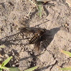 Macrocondyla lugubris