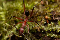 Leptomyrmex tibialis