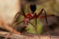 Leptomyrmex tibialis