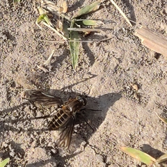 Macrocondyla lugubris