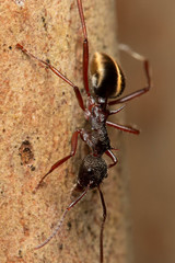 Dolichoderus extensispinus