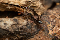 Leptomyrmex burwelli