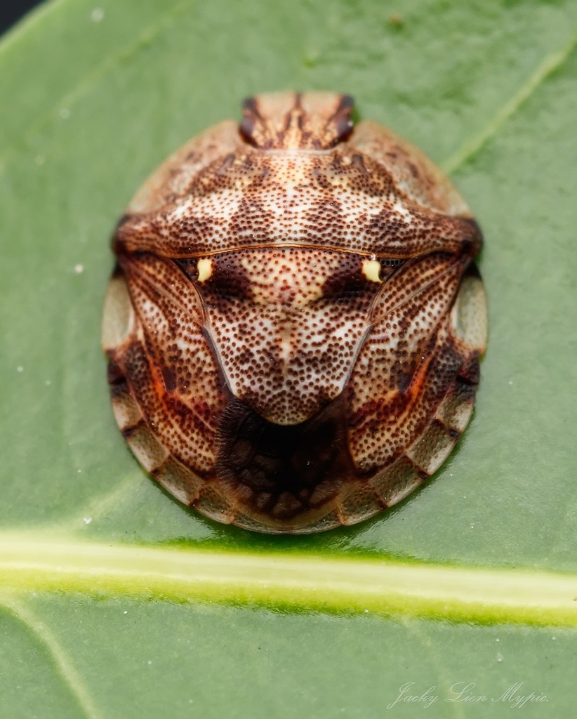 Lestoniidae
